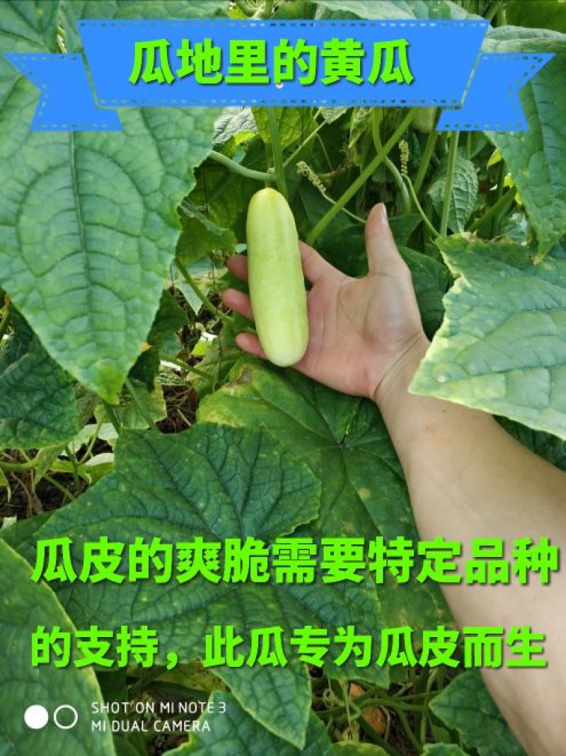 黄瓜皮2020年新鲜脆瓜皮下饭配粥咸菜