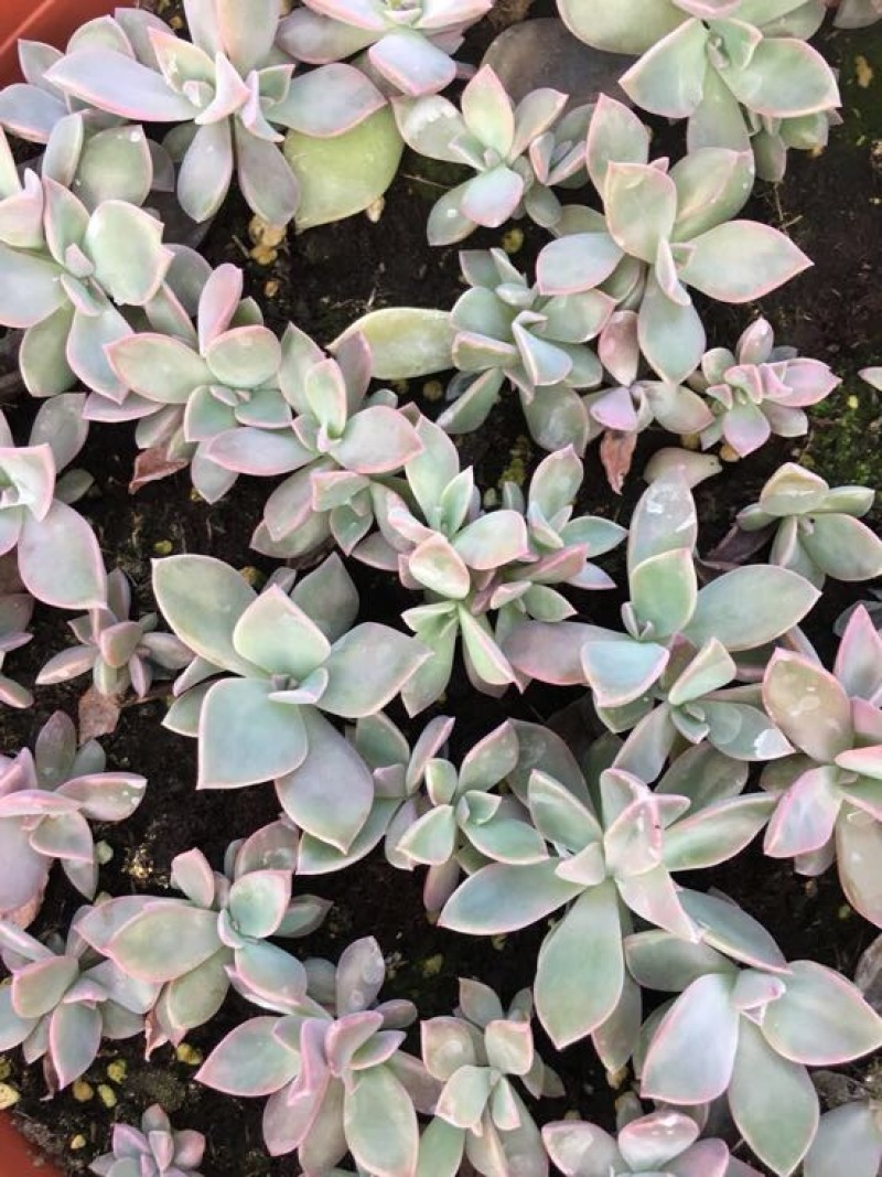 多肉植物多肉苗
