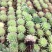 多肉植物多肉苗