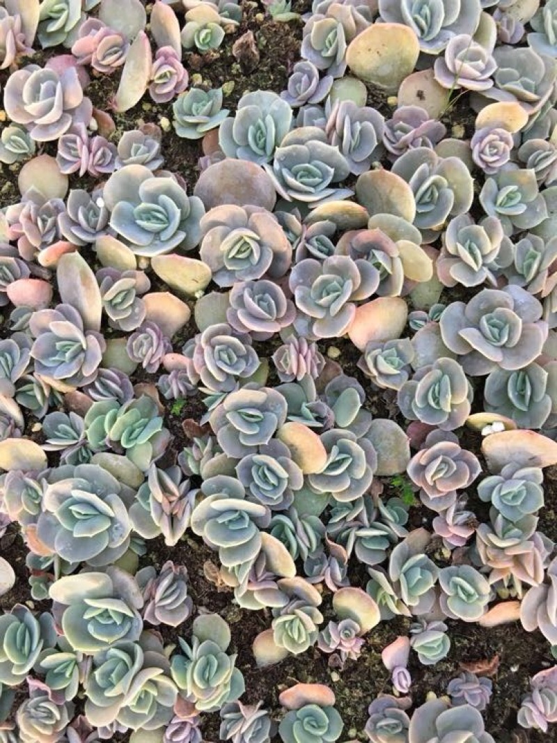 多肉植物多肉苗