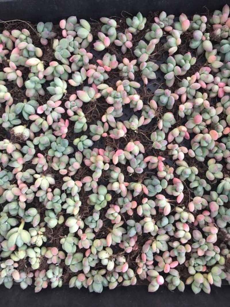多肉植物多肉苗