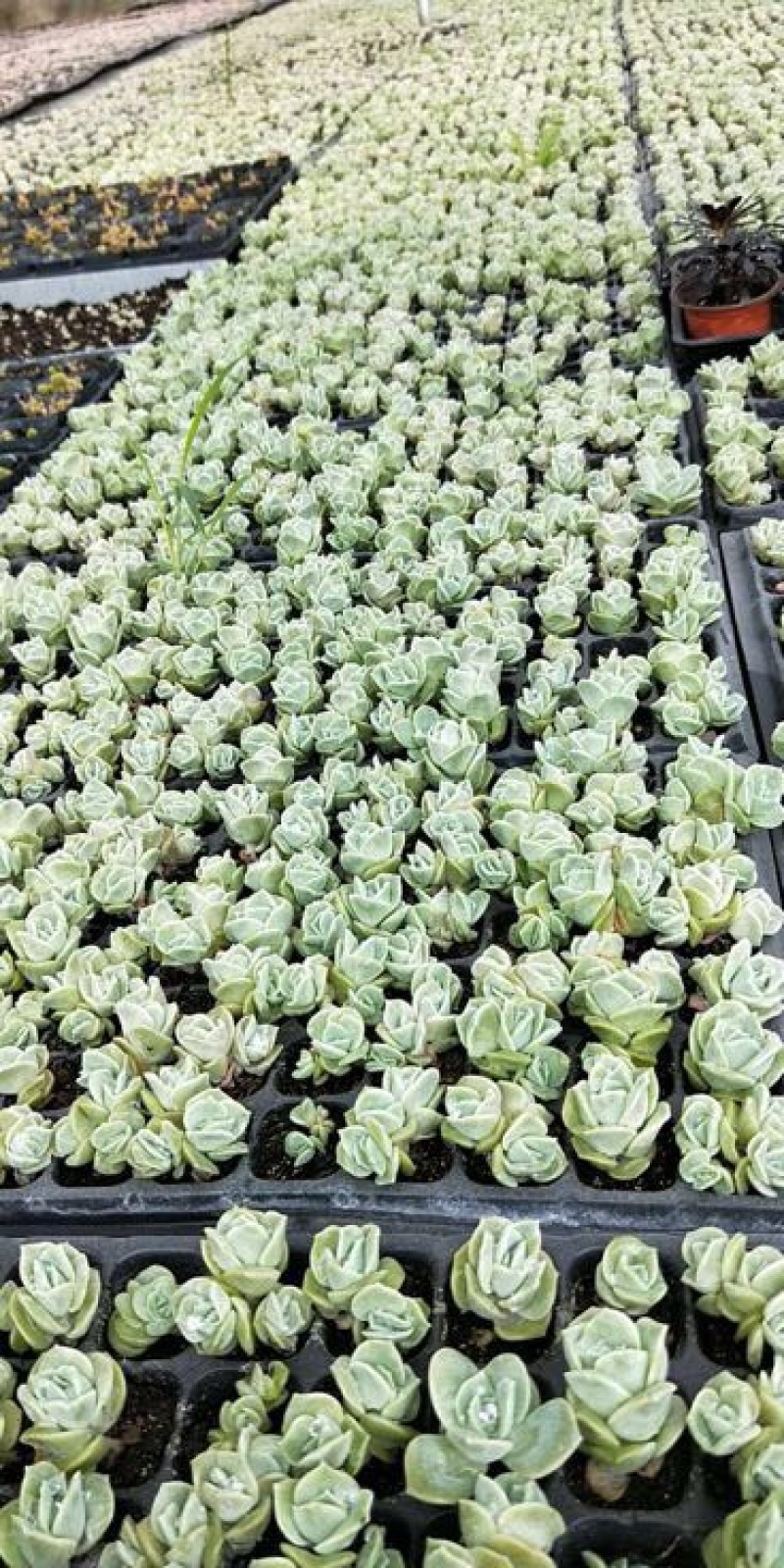 多肉植物多肉苗