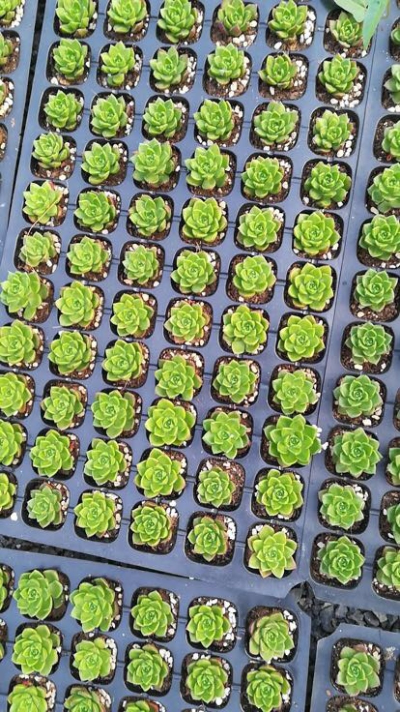 多肉植物多肉苗