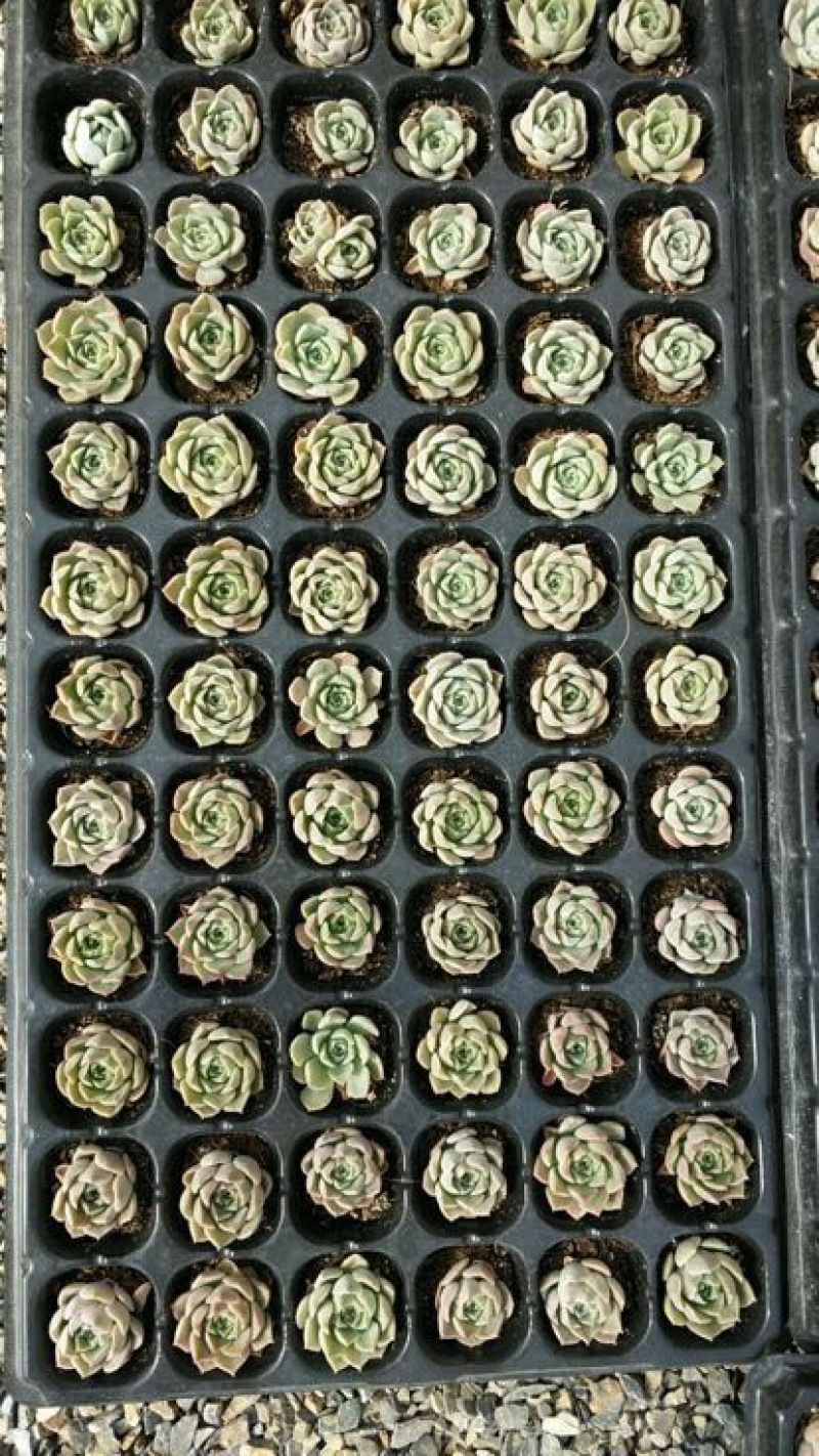 多肉植物多肉苗