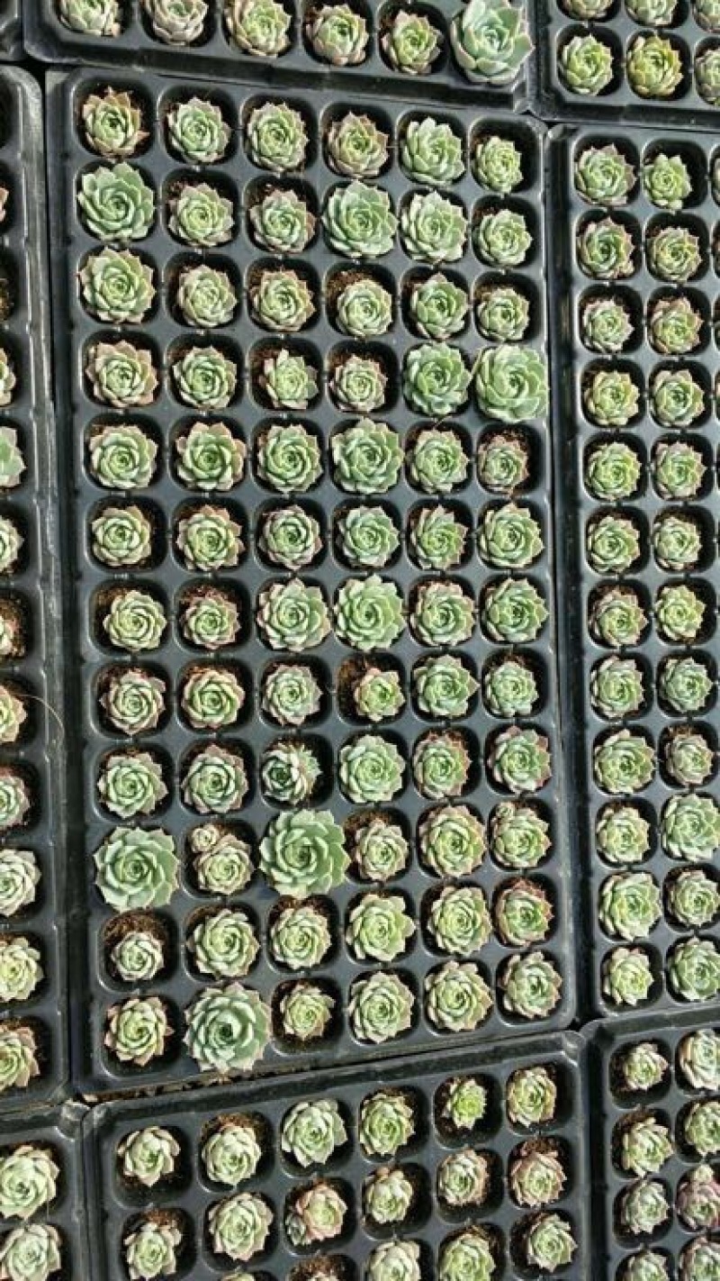 多肉植物多肉苗