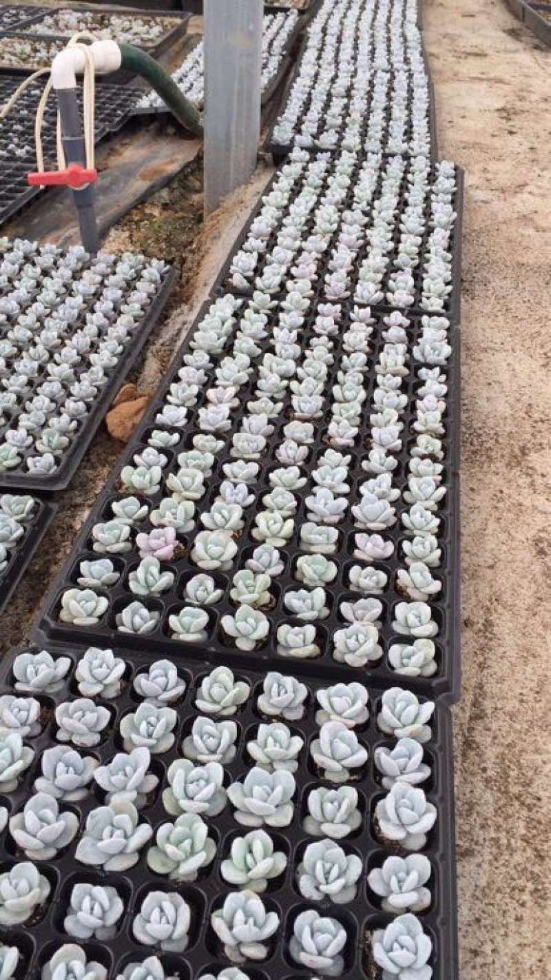 多肉植物多肉苗