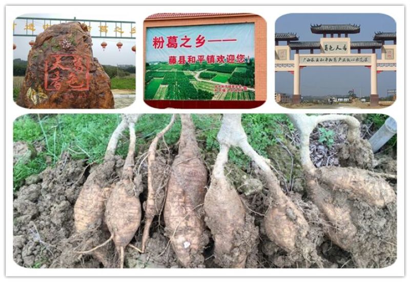 纯葛根粉厂家批发藤县和平葛粉种植葛根粉500g包邮