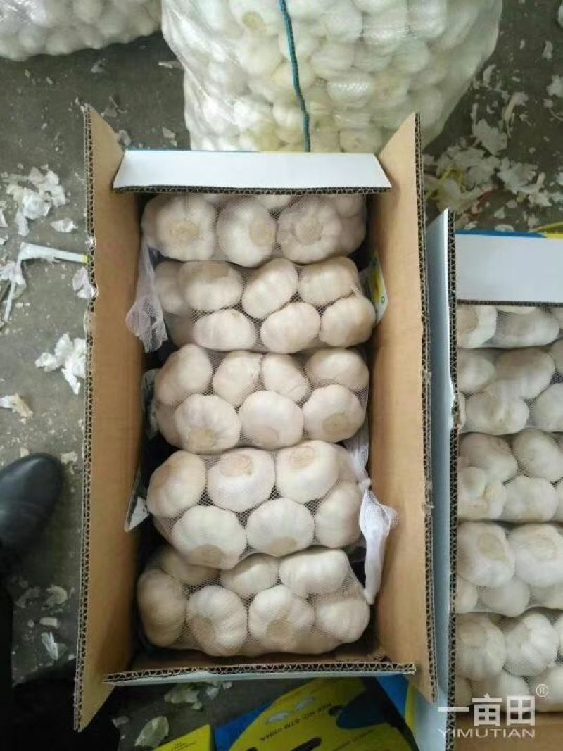 金乡大蒜，冷库出租，专业代收，欢迎新老朋友前来采购