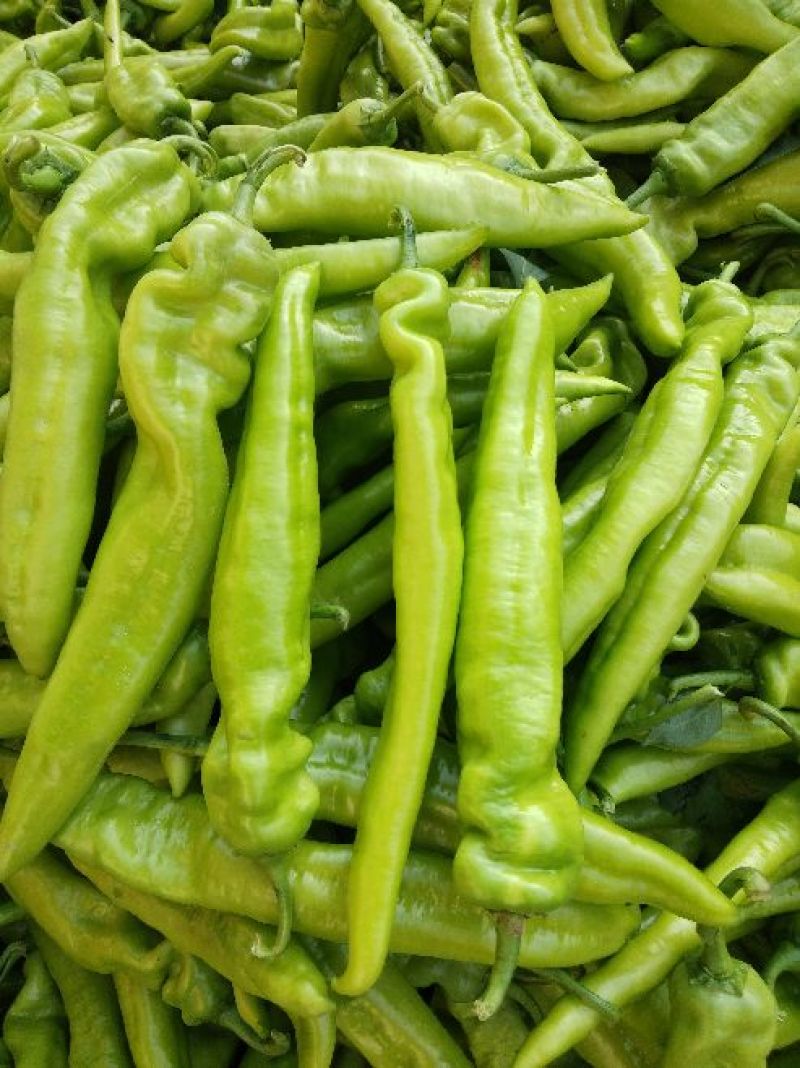黄皮辣椒（农历2月到8月）