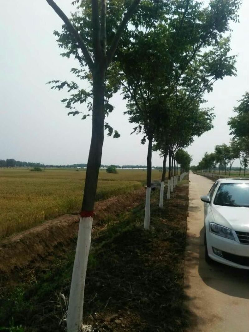 精品栾树