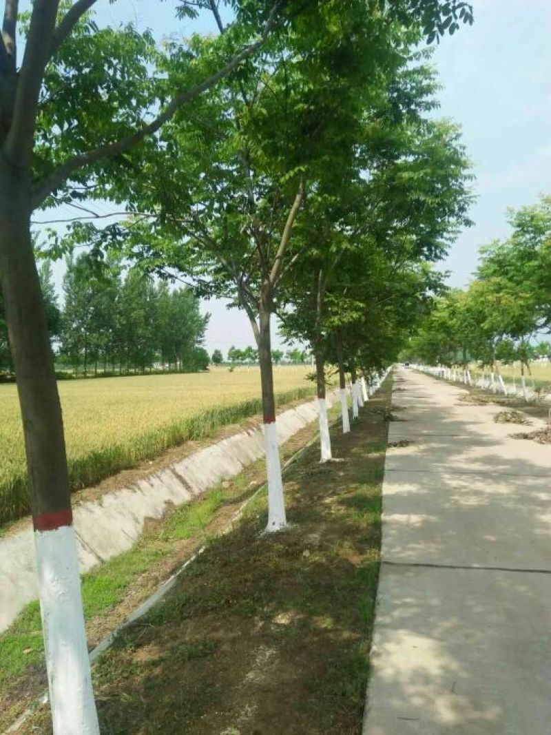 精品栾树