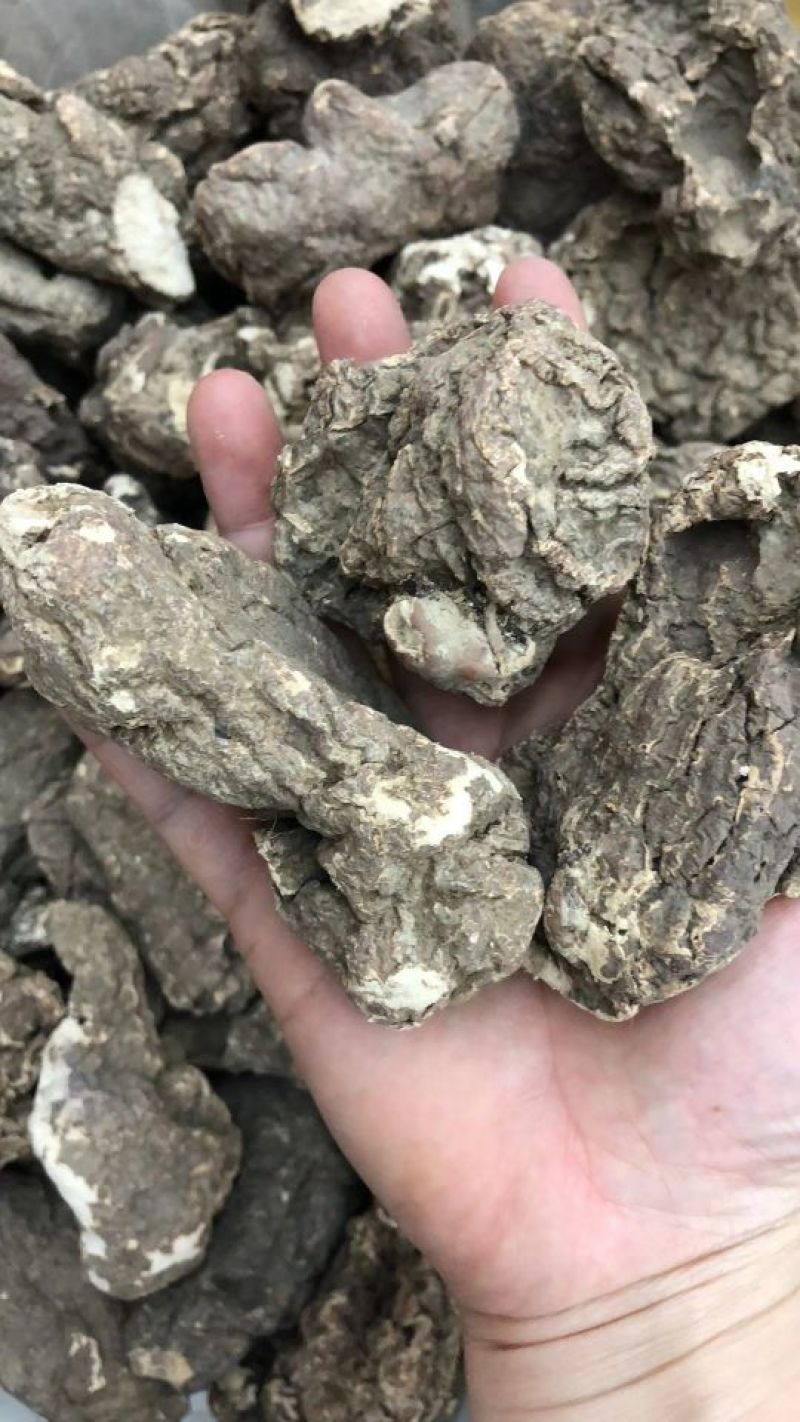 虎奶菌每一个都是饱满的虎乳菌不切片单个头重