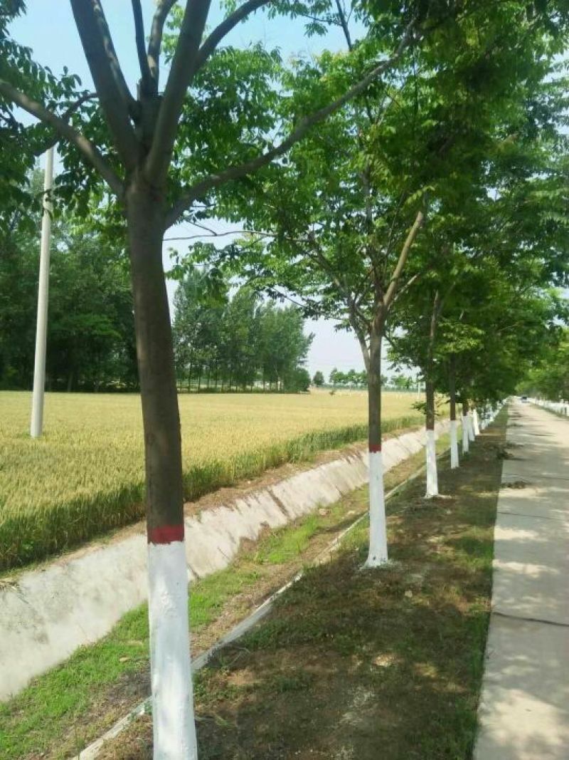 黄山栾树