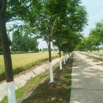 黄山栾树