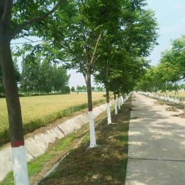 黄山栾树
