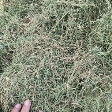 半边莲，野生，家种，各种规格都有大量现货欢迎电话联系