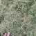 半边莲，野生，家种，各种规格都有大量现货欢迎电话联系