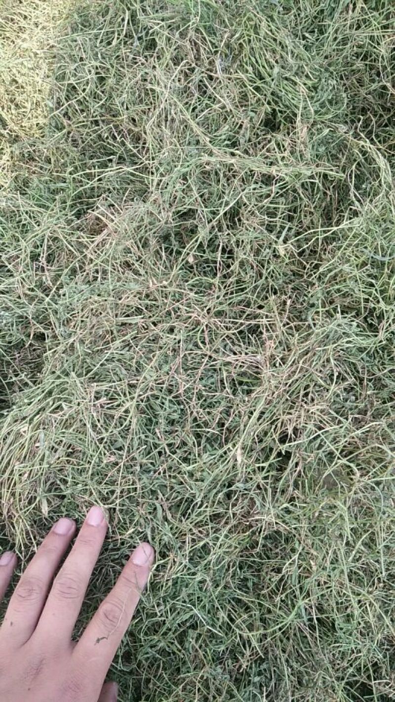 半边莲，野生，家种，各种规格都有大量现货欢迎电话联系