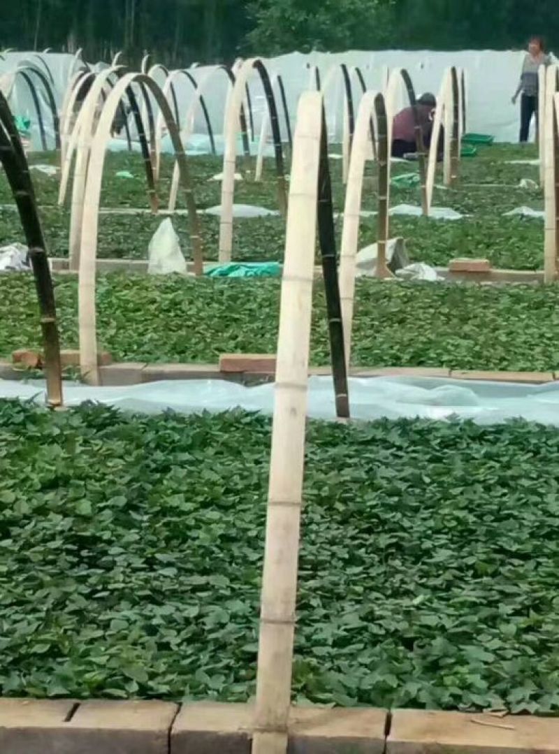 红薯苗