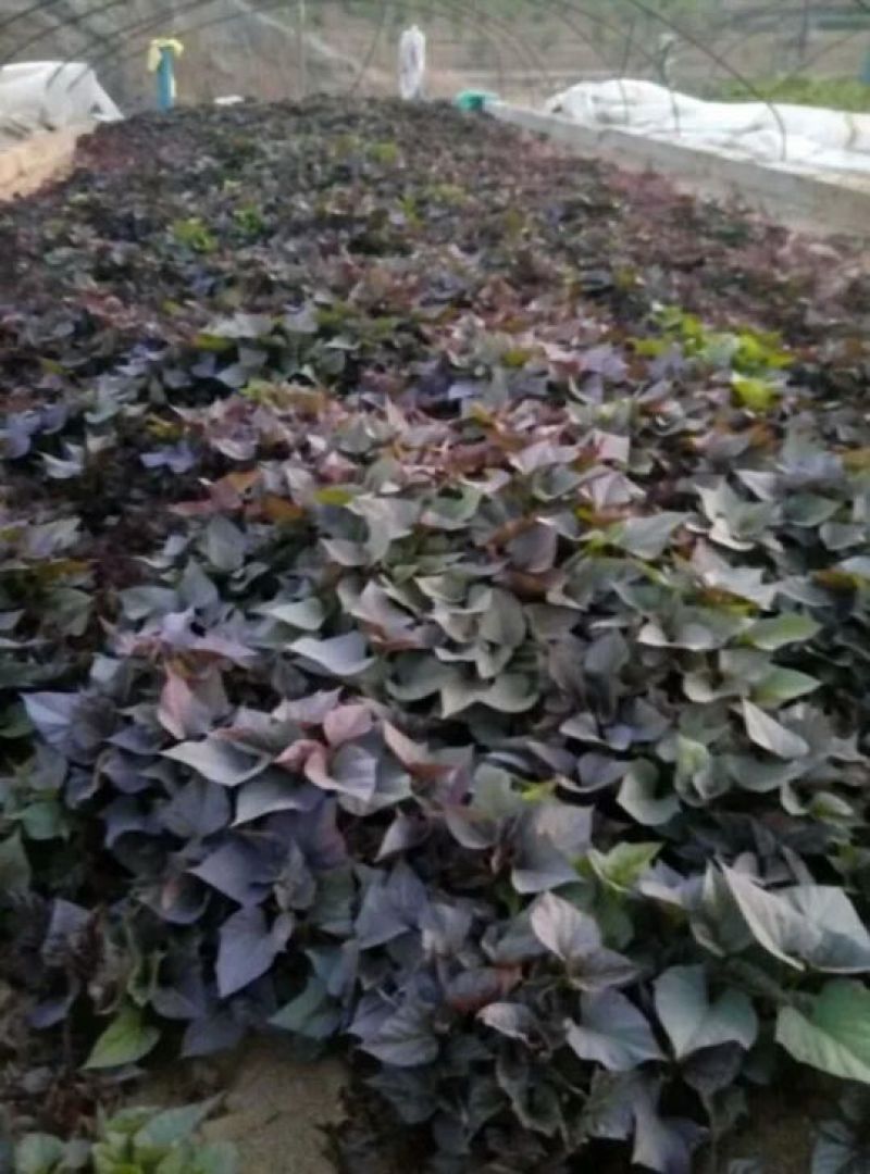 红薯苗