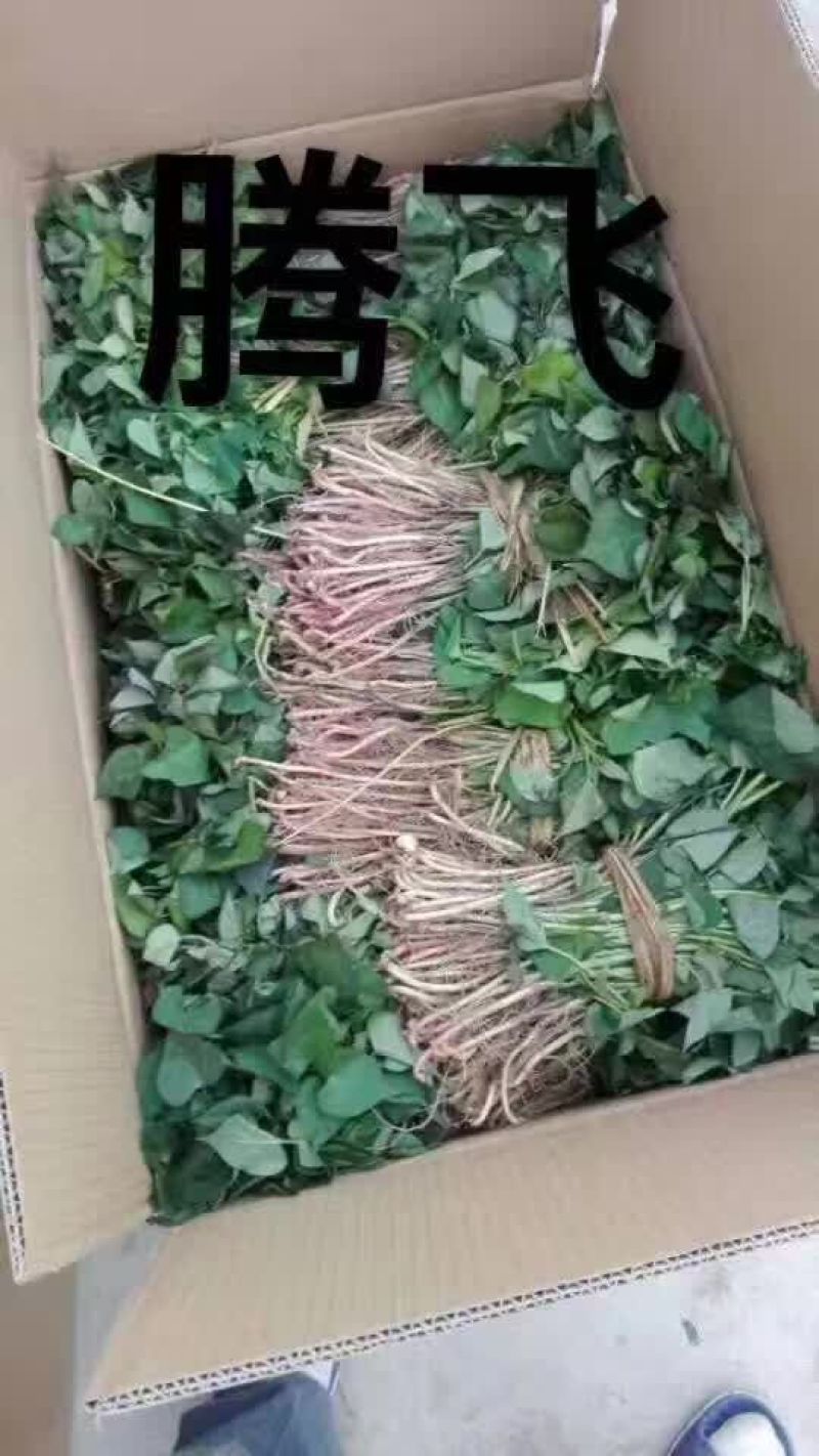 红薯苗