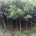 桂花树杆直根据买的公分数大小协调价格欢迎订购