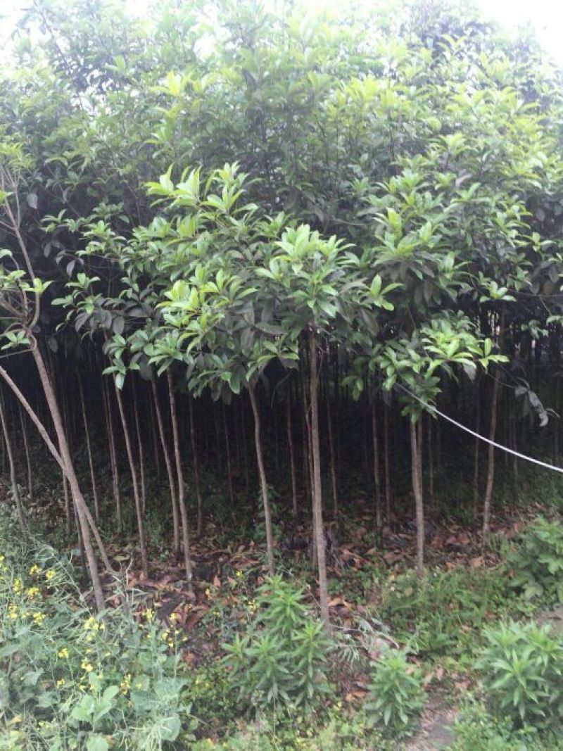 桂花树杆直根据买的公分数大小协调价格欢迎订购