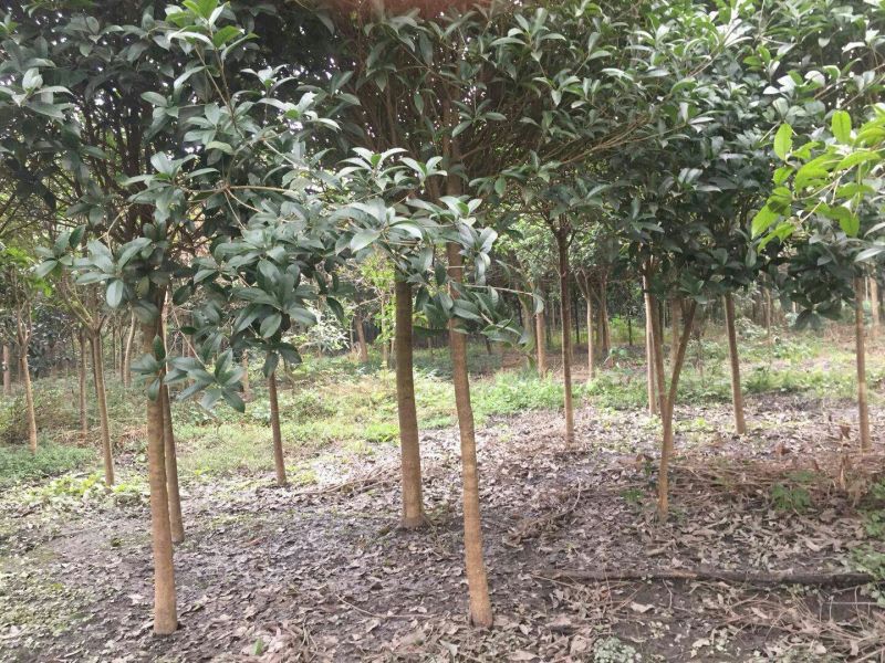 桂花树杆直根据买的公分数大小协调价格欢迎订购