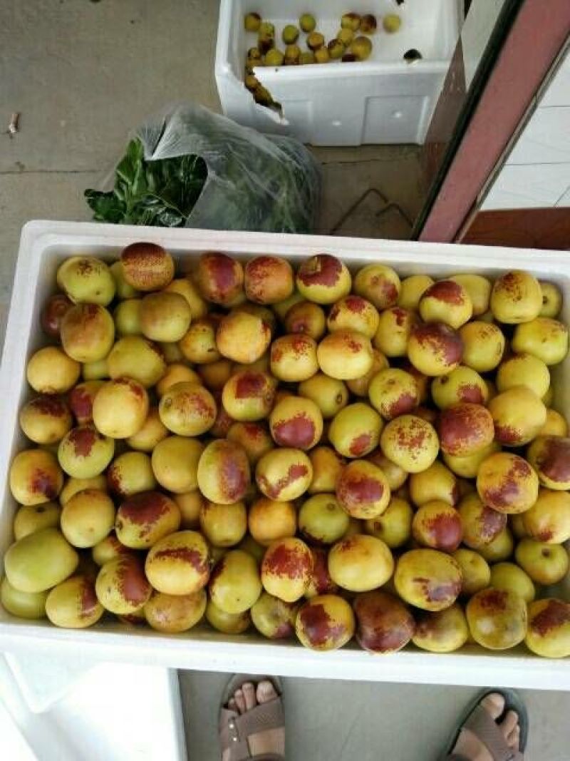 大荔冬枣嘎嘣脆基地大量现货供应货源充足欲购从速