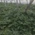 山东甜王西瓜/沂蒙山万亩基地/八成熟以上八斤起步，支持代