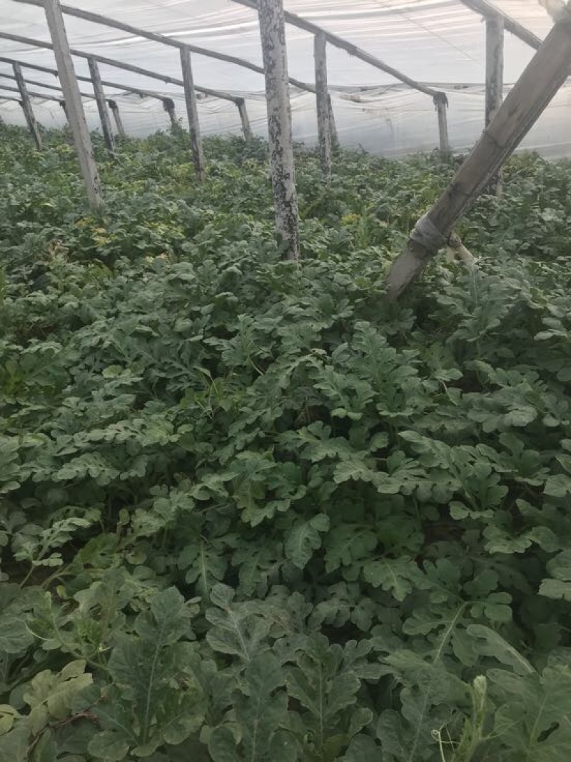 山东甜王西瓜/沂蒙山万亩基地/八成熟以上八斤起步，支持代