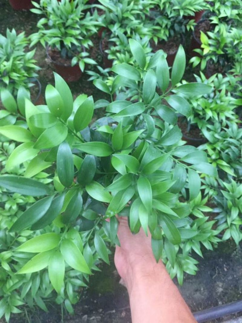 竹柏，小盆栽