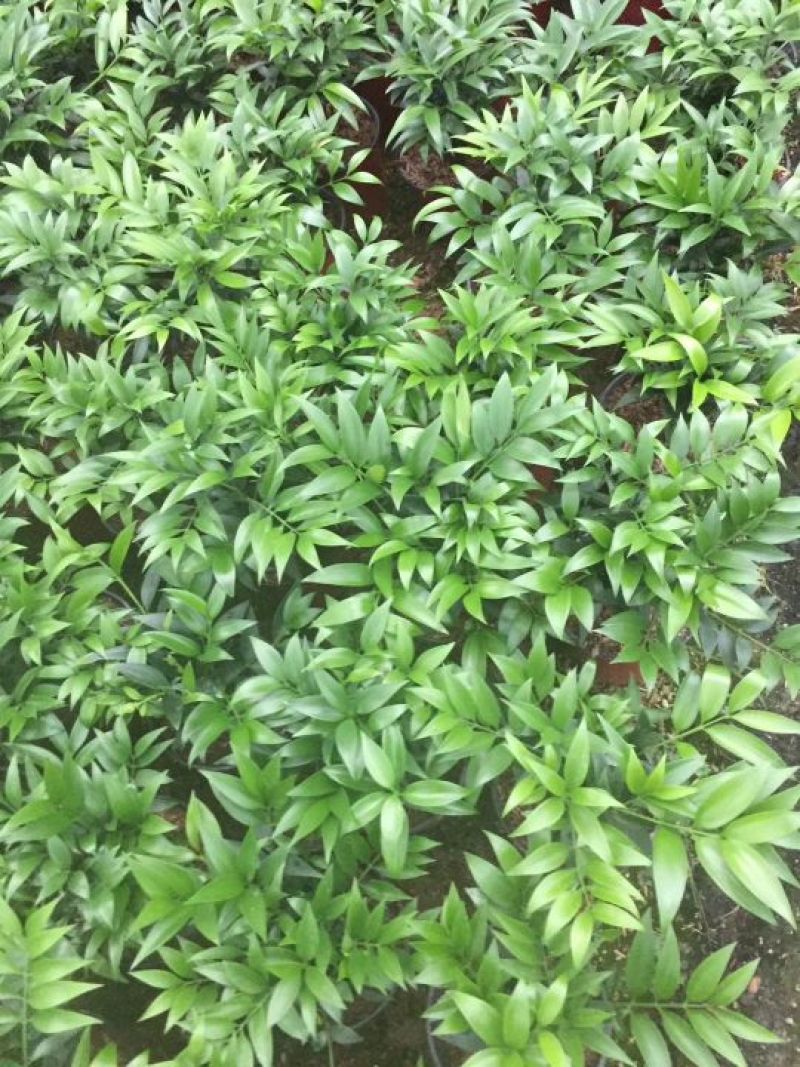 竹柏，小盆栽