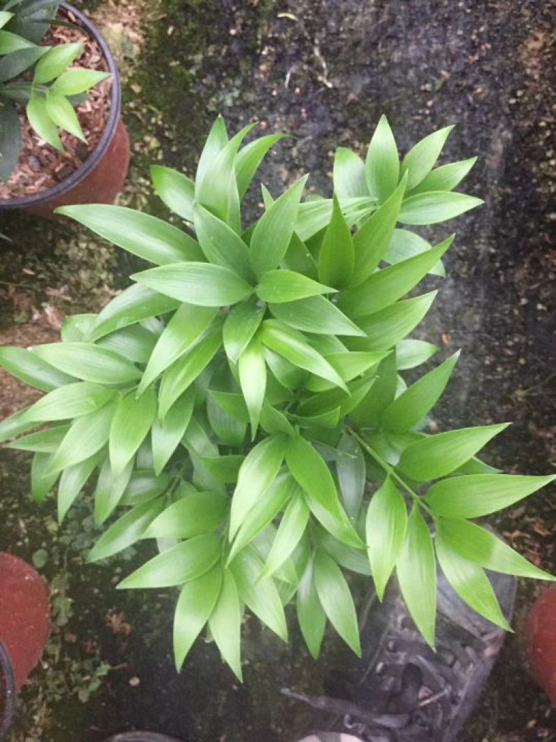 竹柏，小盆栽