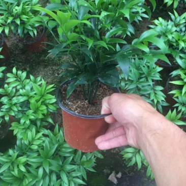 竹柏，小盆栽