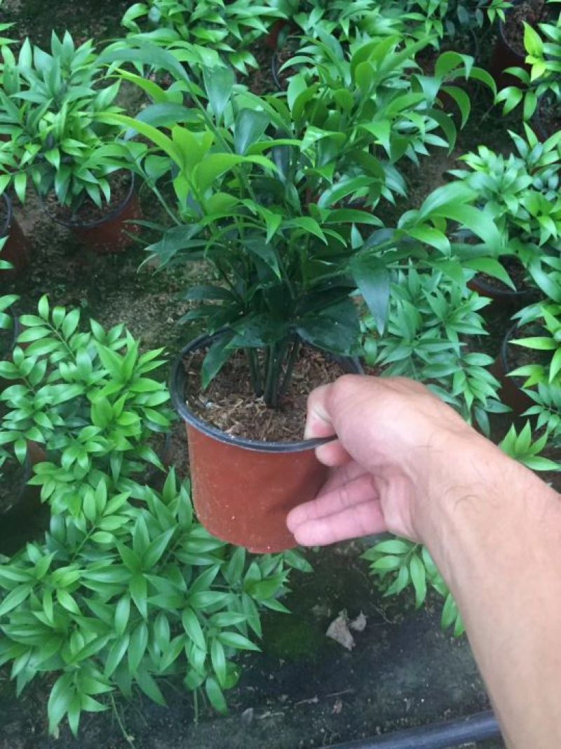 竹柏，小盆栽
