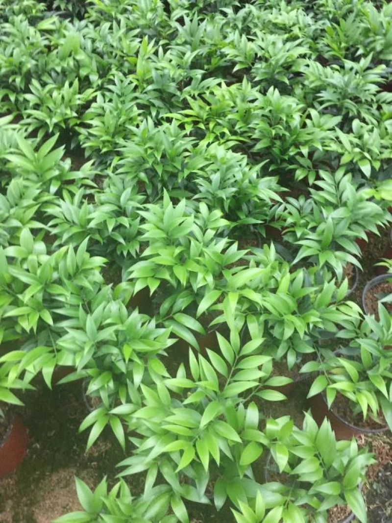 竹柏，小盆栽