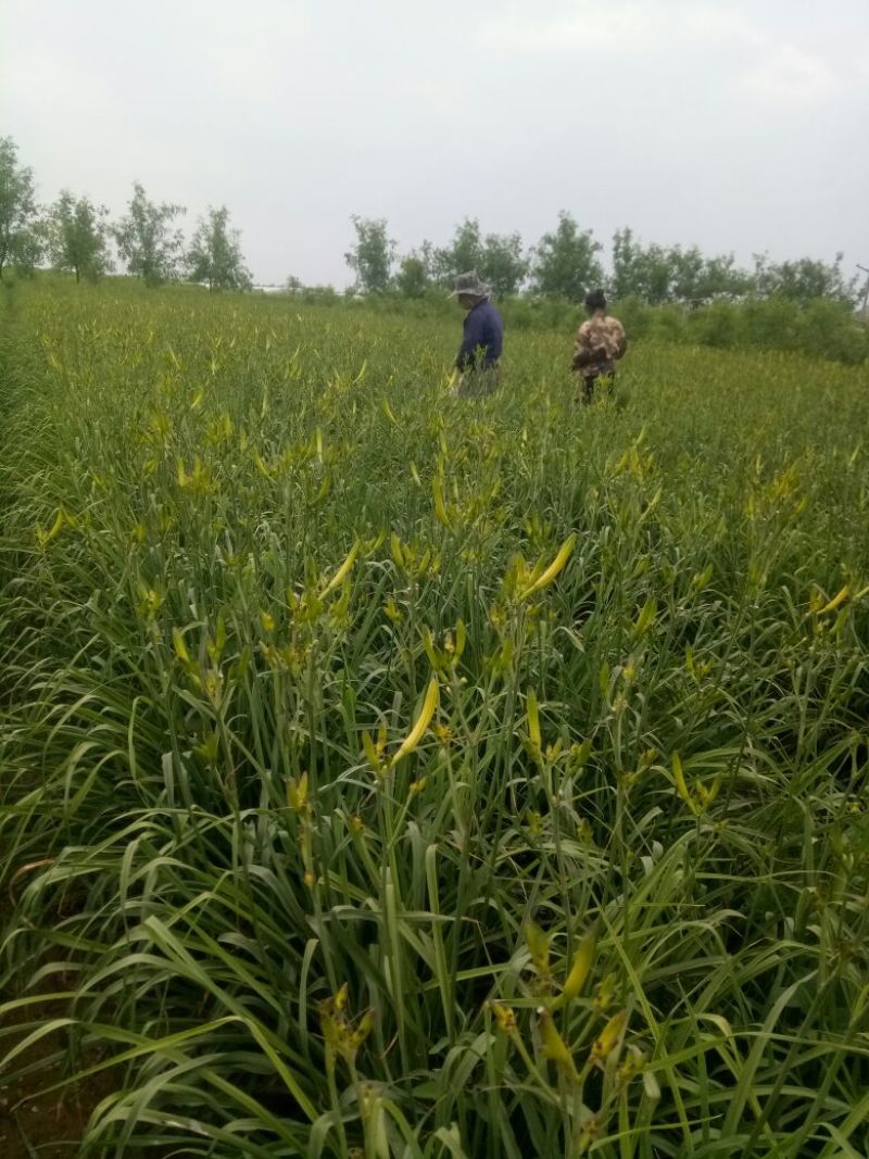 干黄花菜散装一级