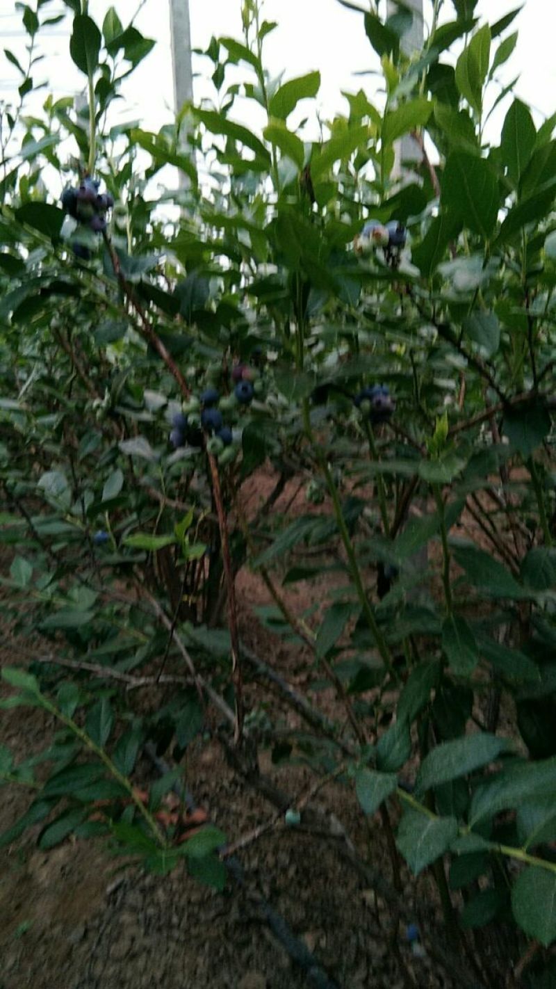 果大价优开园果子