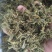 金银花统花