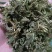 金银花统花