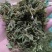 金银花统花
