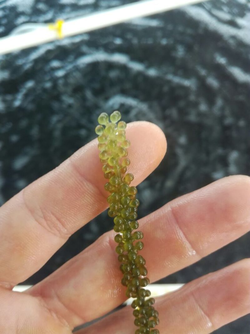 海葡萄