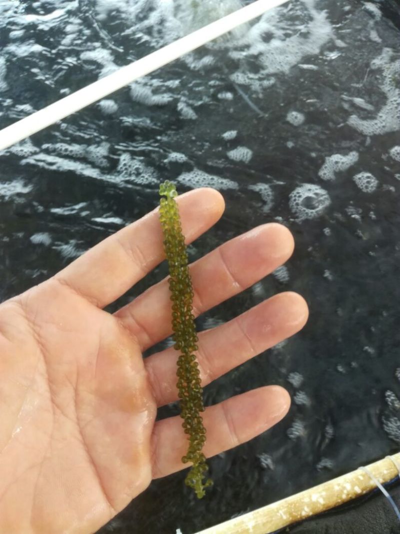 海葡萄