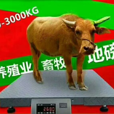 电子秤，农用小地磅