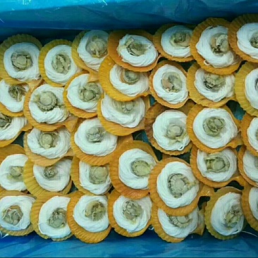 扇贝