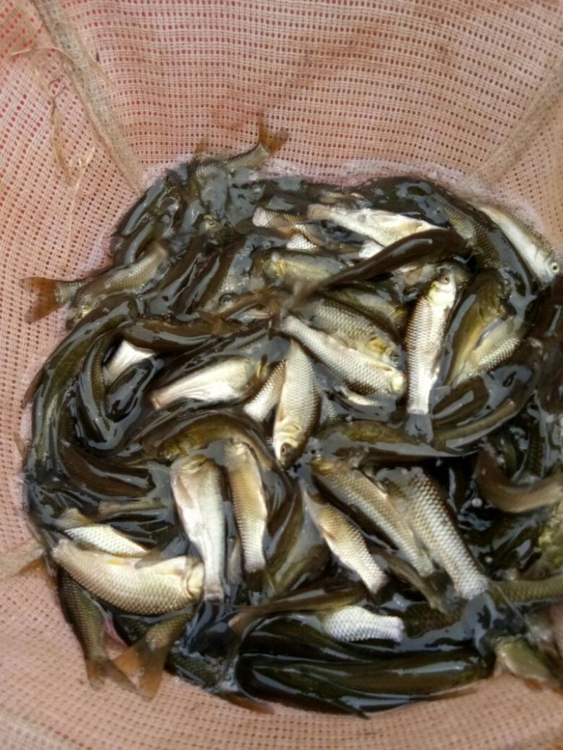 各种草鱼，鲤鱼，鲫鱼，花链鱼苗，