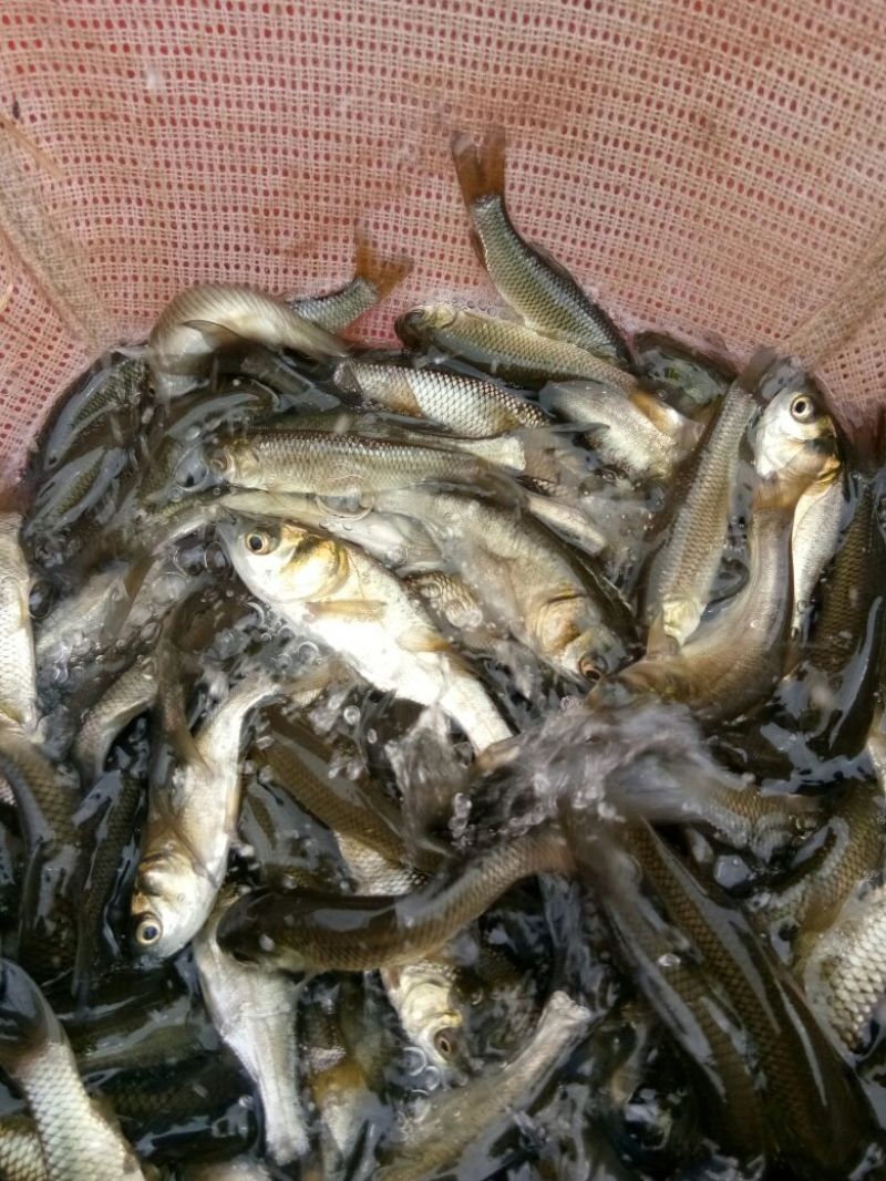 各种草鱼，鲤鱼，鲫鱼，花链鱼苗，