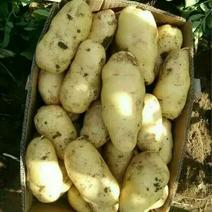 河北定州大量供应土豆。