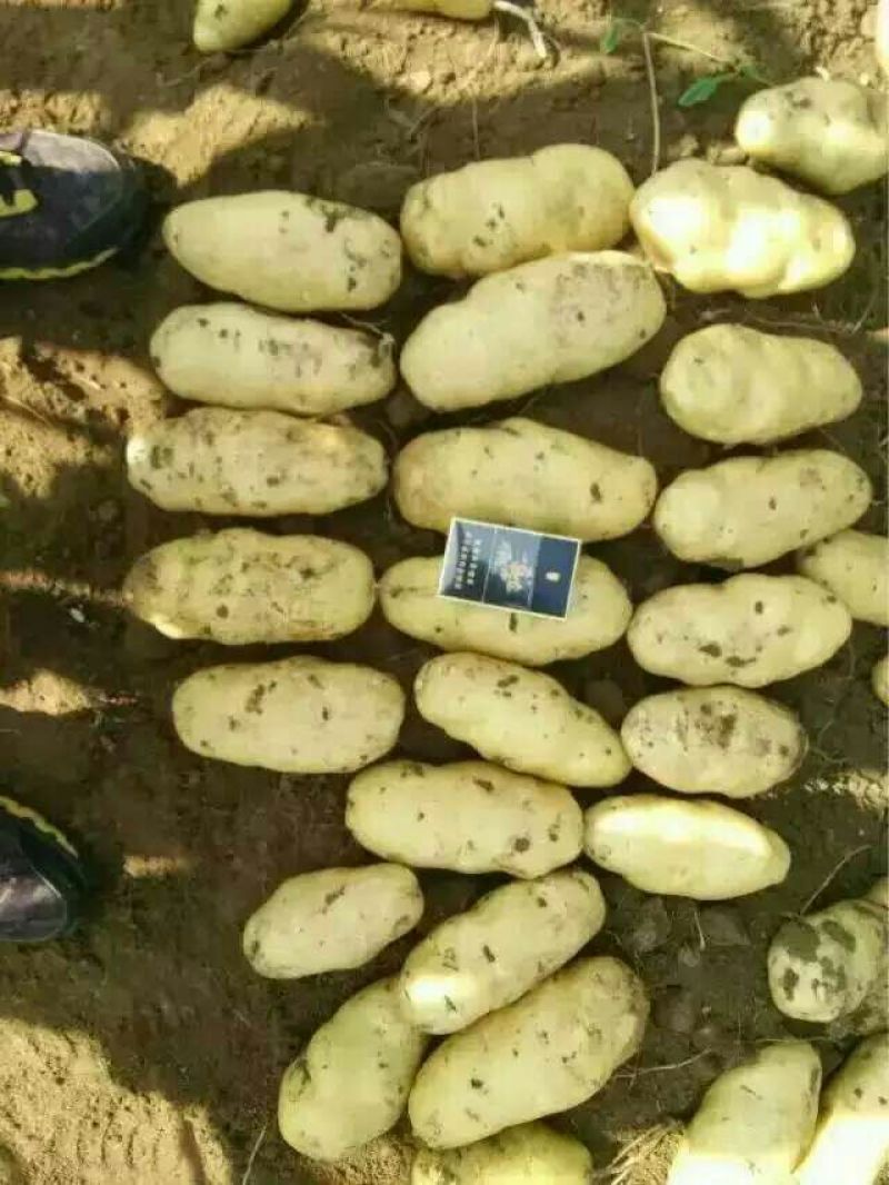 河北定州大量供应土豆。